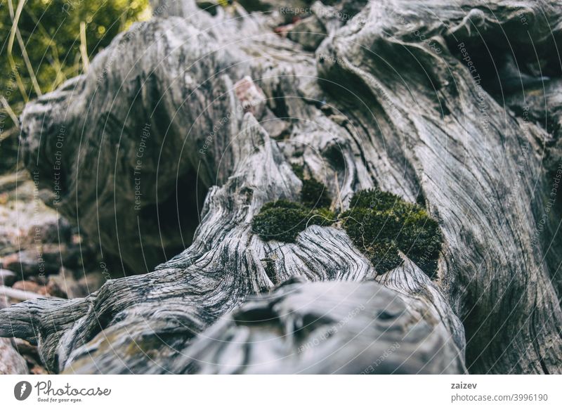 dry gray trunk with many shapes and moss on top skin aging detailed hardwood scratch tranquility grunge life cortex relief root image obsolete rough abstract