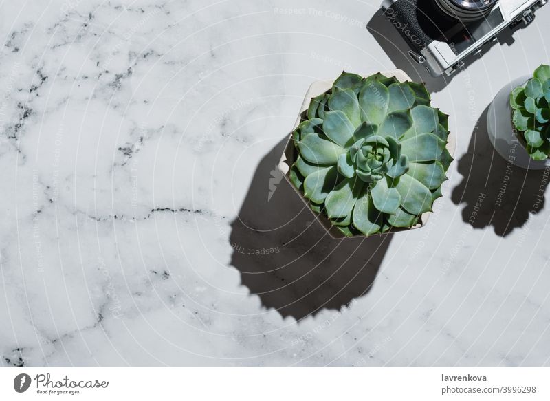 Flatlay of succulents and vintage film camera on marble echeveria workplace business home retro photographer minimalism space minimalistic lifestyle flowers