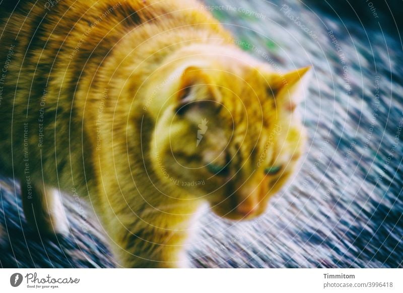 Shut up, I'm doing it! Cat motion blur Lanes & trails Pelt eyes Dynamics Animal Colour photo Deserted