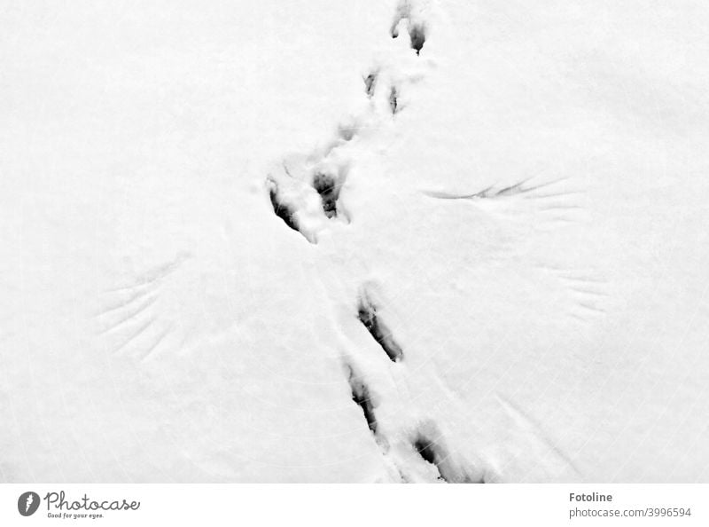 Tracks in the snow I. Well? What do they say? Snow Winter Cold White Frost Exterior shot Deserted Nature Day Snow track Footprint Contrast Weather Environment