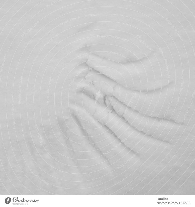 Tracks in the snow II - Wing tracks Snow Winter Cold White Frost Exterior shot Deserted Nature Day Snow track Footprint Contrast Weather Environment Snow layer