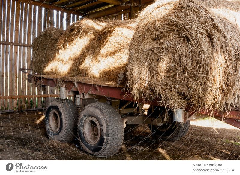 Old cart with sunlit round bales of hay in old rustic barn. cottagecore authenticity agriculture brown carriage circle country countryside dry farm feed field