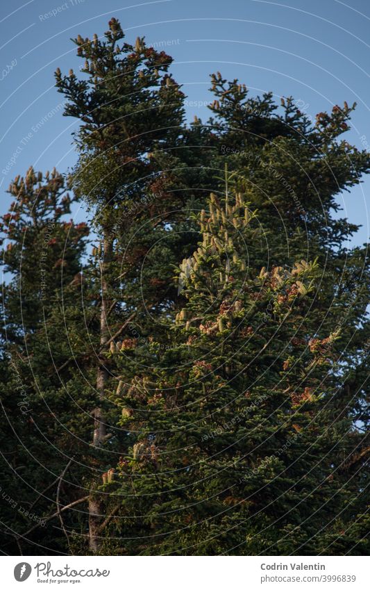 Branches of pine tree in the forest with many fruits. Shade of light on the branches. clear sky bell tower conifer environment evergreen fall field fir grass
