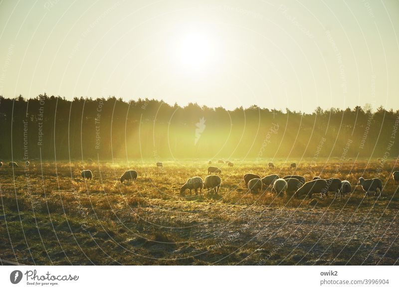 sheep in gold coats Group of animals Sheep Animal Plant Landscape Nature Environment Herd Illuminate To feed Relaxation Discover Hiking Joie de vivre (Vitality)