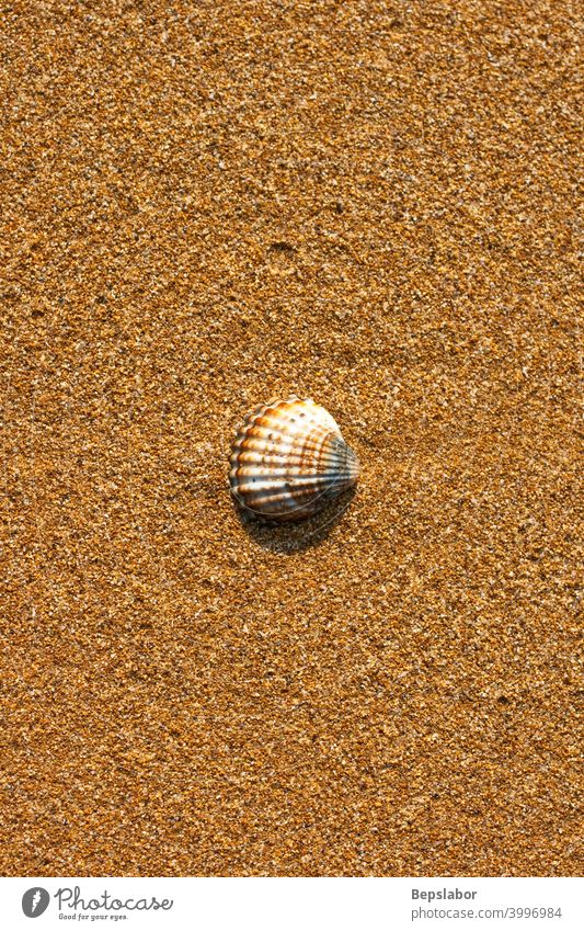Shell on the beach foam granules lsand sea seashore seaside shell wave wet backdrops background bathed billow bivalve grit invertebrate life mollusk nobody