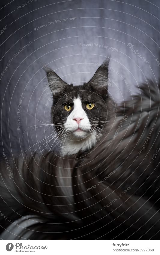 tuxedo maine coon cat portrait with copy space longhair cat purebred cat pets fluffy fur feline gray white beautiful one animal indoors looking back studio shot