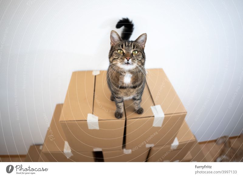 cat standing on stacked cardboard boxes sitting on top of high up curious tabby domestic cat indoors playful