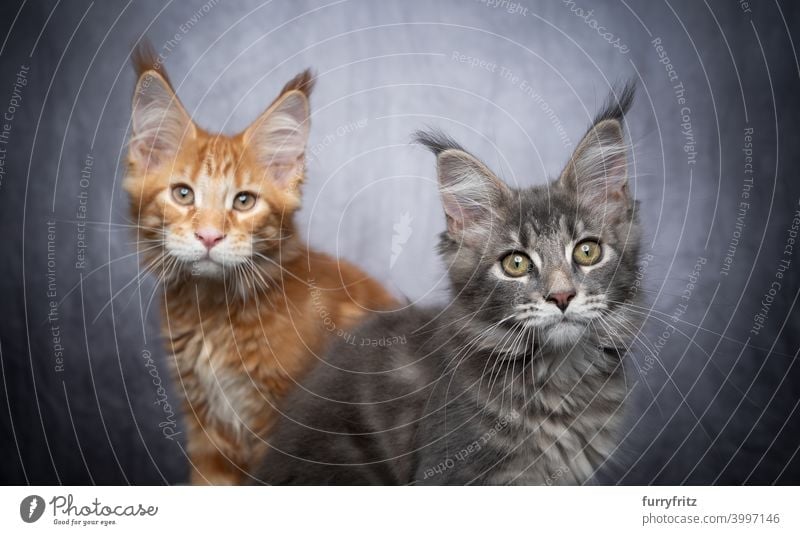 two different colored maine coon kittens side by side on gray concrete background with copy space cat maine coon cat longhair cat purebred cat pets fluffy fur