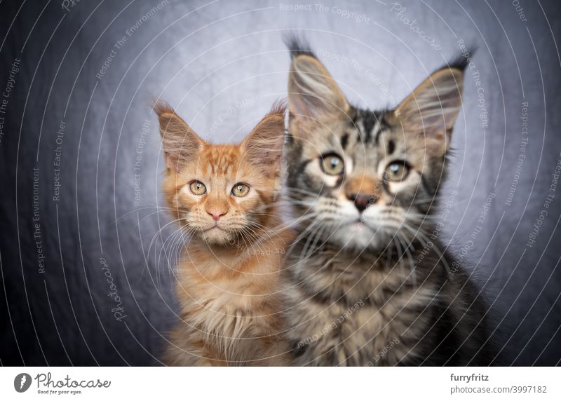 two different colored maine coon kittens sidy by side cat maine coon cat longhair cat purebred cat pets fluffy fur feline ginger cat gray white tabby cute