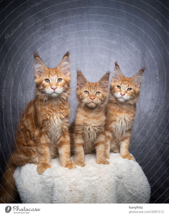 group of three ginger maine coon kittens sidy by side cat maine coon cat longhair cat purebred cat pets fluffy fur feline ginger cat gray white tabby cute