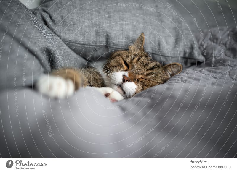 tired cat sleeping covered with pillows white tabby british shorthair cat napping comfortable cozy soft bed cushion gray copy space eyes closed blanket