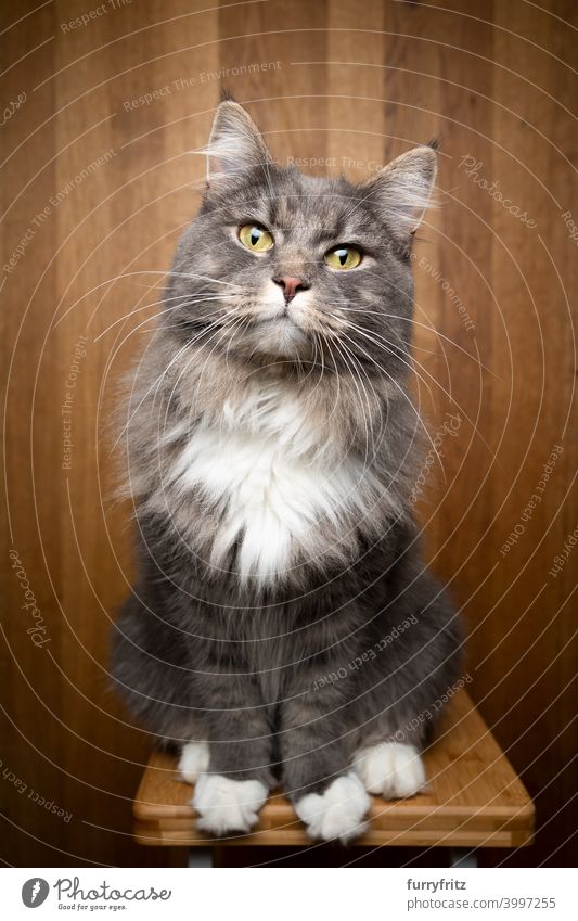 curious cat on wooden background studio shot portrait one animal indoors maine coon cat blue tabby fluffy fur feline gray white looking at camera cute adorable