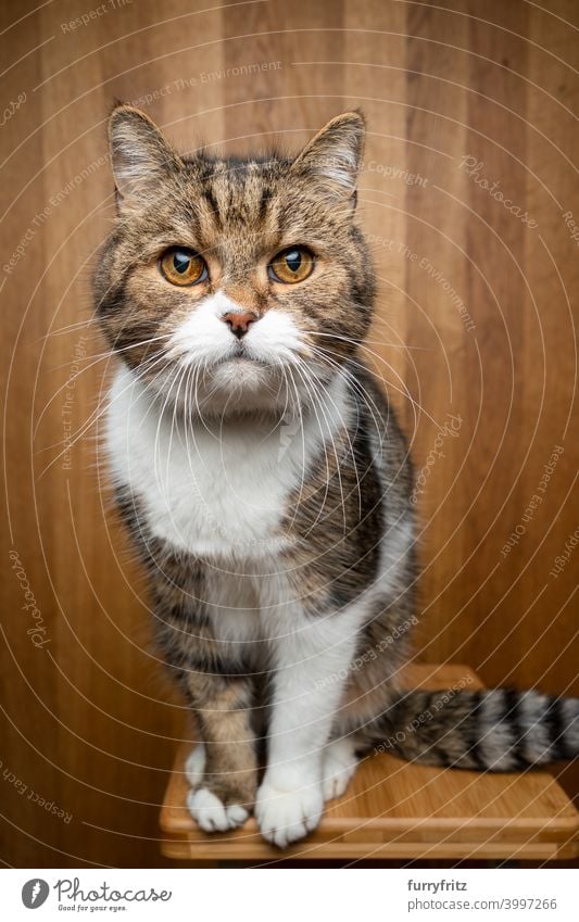 curious cat on wooden background studio shot portrait one animal indoors fur feline white tabby british shorthair cat looking at camera sitting striped vertical