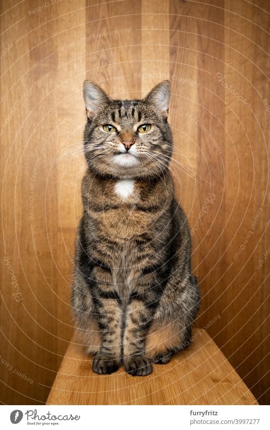tabby cat with crooked mouth sitting on wooden background looking at camera with copy space studio shot portrait one animal indoors fur feline domestic cat