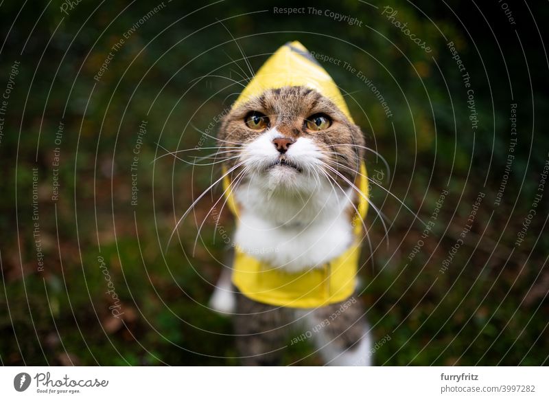 tabby white cat wearing yellow rain coat outdoors in bad weather raincoat rainy wet one animal hooded looking standing cute adorable nature plants lawn meadow