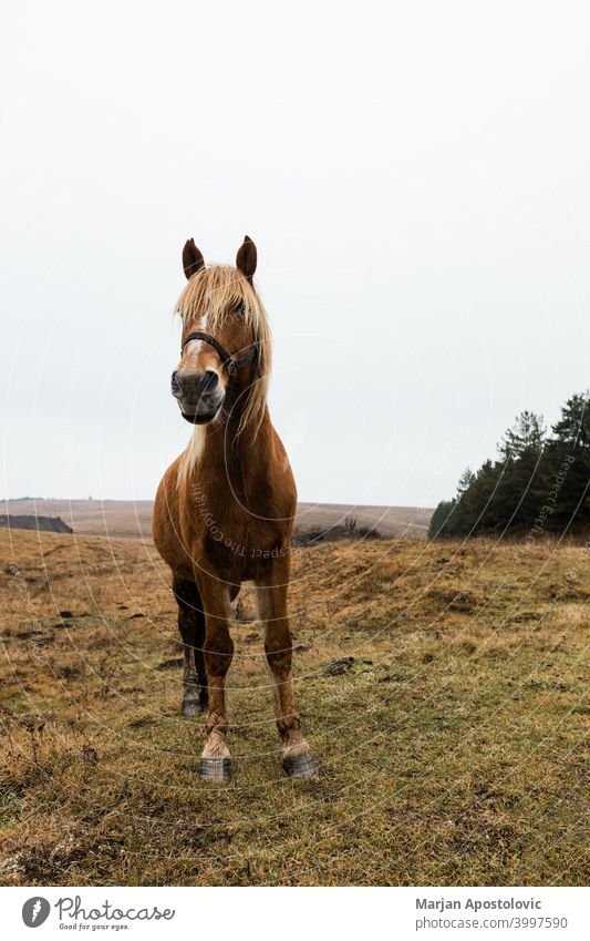 Beautiful brown horse on the field in early morning animal autumn beautiful beauty breed chestnut cloudy countryside dawn domestic europe farm farmland freedom
