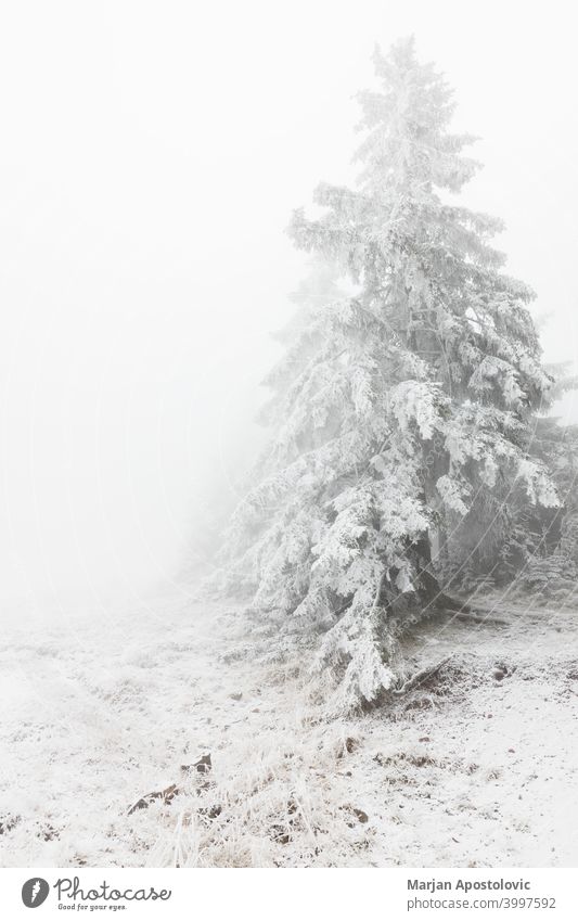 Fir trees covered in snow in the mountains adventure background beautiful cloud cloudy cold environment evergreen fir fog foggy forest frost frozen haze