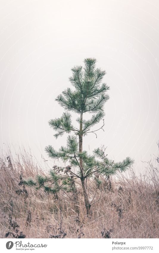 Small pine tree standing alone in frozen grass small matte beauty seed winter scene small pine scandinavian autumn minimal decor calmness minimalistic evergreen