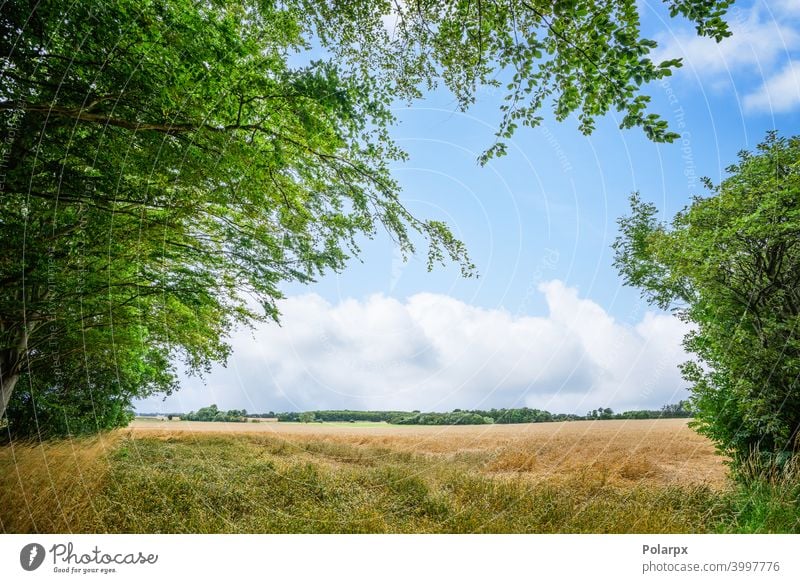 Rural landscape with fresh straw fields tranquil denmark foliage scandinavia weather colorful scenery ecology agriculture harvest hay grassland cloudscape