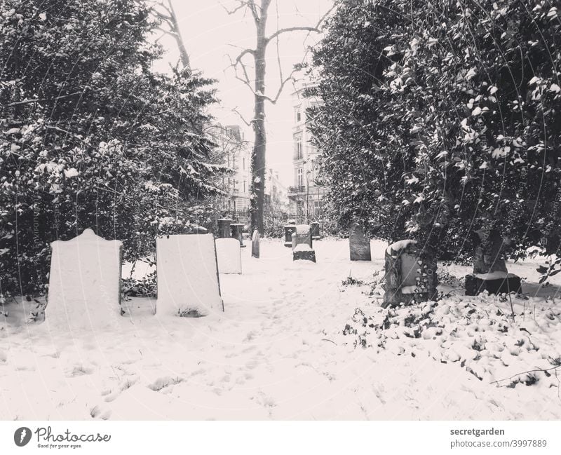 Peaceful graveyard of the freezing _________ Snow Snowfall Snowscape Snow track snow-covered Winter Cold Exterior shot Nature White Deserted Frost Tree