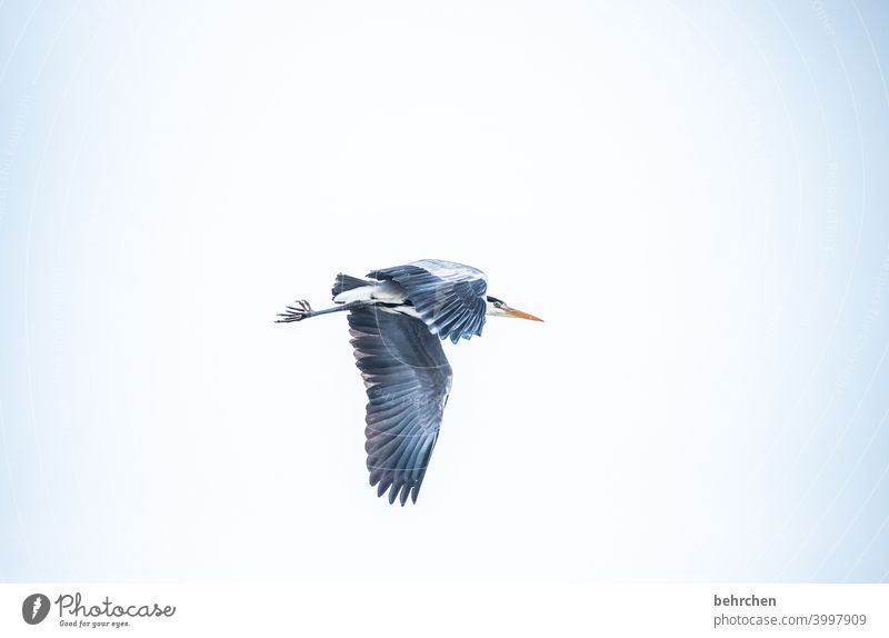 fish today, ha! Animal protection Impressive especially Free Freedom Flying on the lookout Observe Heron Grey heron herons Bird feathers Nature Grand piano