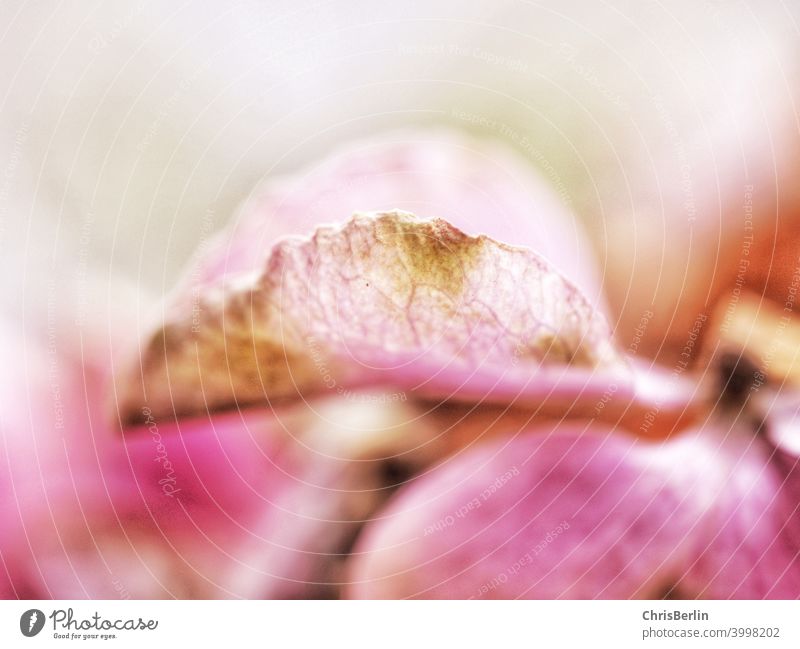 Pink flower macro shot Blossom Blossom leave Flower Plant Macro (Extreme close-up) Nature Detail Colour photo Shallow depth of field Autumn Morbid