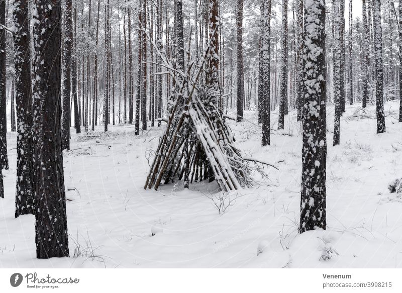 pine forest in winter in Germany with much snow, small teepee made of wood forests Tree trees Woodground Ground facilities Weed Ground cover Trunk tree trunks