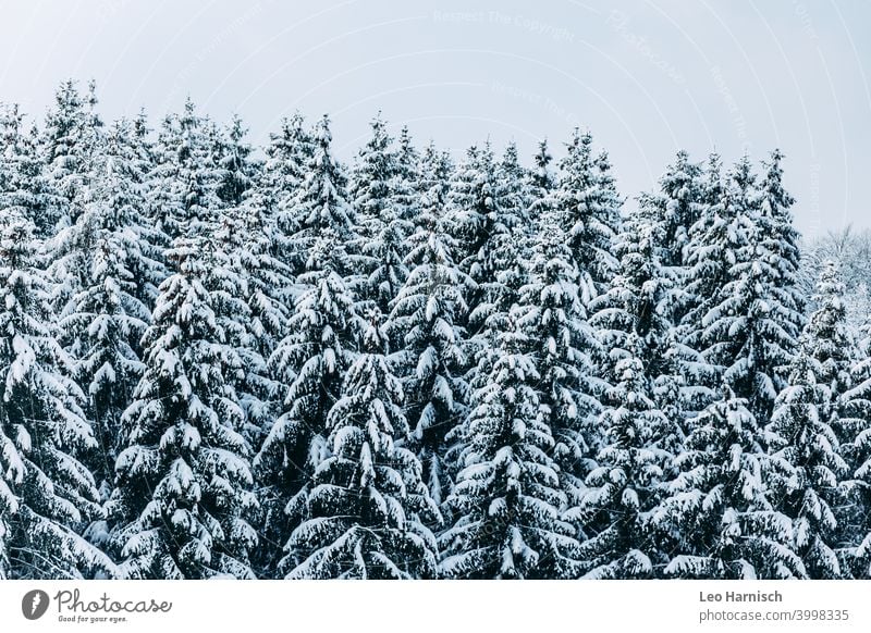 Winter coniferous forest Snow trees December January Cold Frost Nature Ice Weather Freeze White Tree Landscape Environment Winter forest Forest chill
