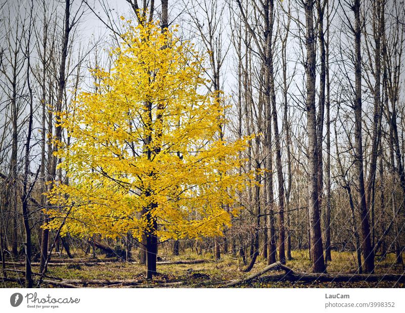 Yellow tree in autumn Tree Forest Autumn Nature Landscape Colour Picturesque Peaceful