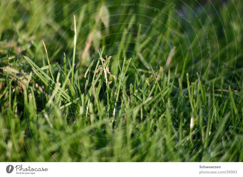 active lawn Grass Meadow Fresh Green Summer Lawn Juicy