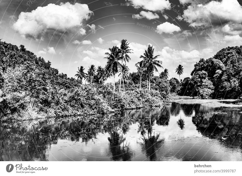 close your eyes and dream Day Black & white photo Sunlight Contrast Light Reflection Idyll Environmental protection Colour photo Exterior shot Wanderlust Malaya