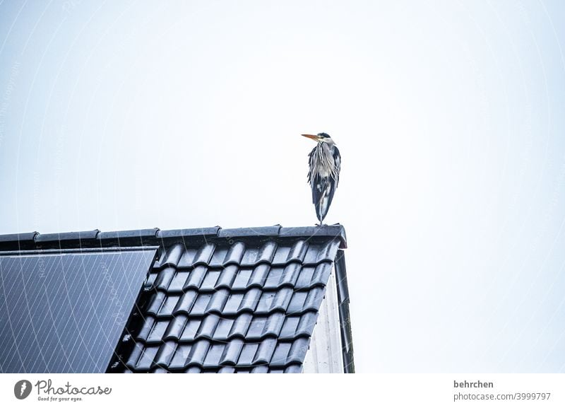 A little man stands... Grand piano wittily Beak Sky Above Environment Gray Colour photo Animal Exterior shot Nature Animal portrait pretty herons feathers Bird