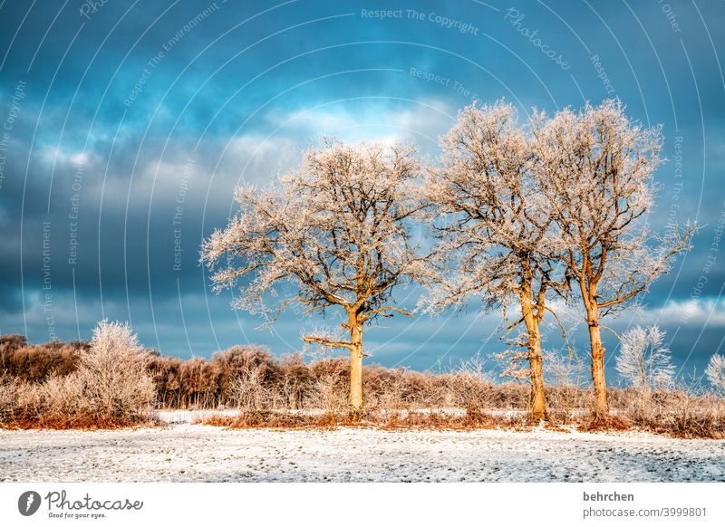 winter trees Colour photo Calm Environment Landscape Sky Freeze Frozen Hoar frost Seasons Frost Nature Meadow Field silent Weather Deserted Tree Idyll