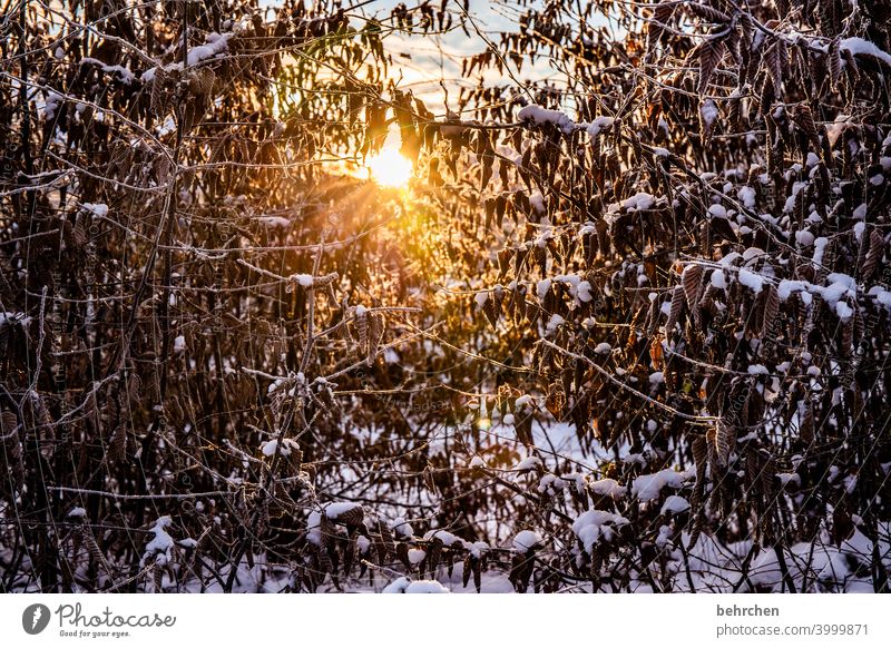 winter light Seasons Winter Autumn Forest Back-light Light Twigs and branches Garden Meadow Sunrise Sunlight Nature Branches and twigs Climate Gorgeous pretty