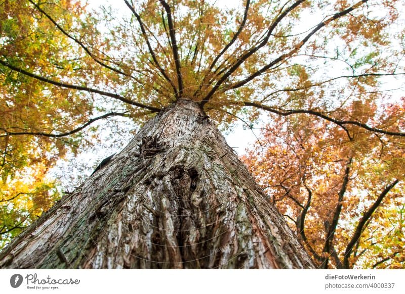 View upwards along the trunk of a redwood tree into the autumnal crown Tree Autumn Wood Contents Redwood Nature Park Plant Other Forest Exterior shot