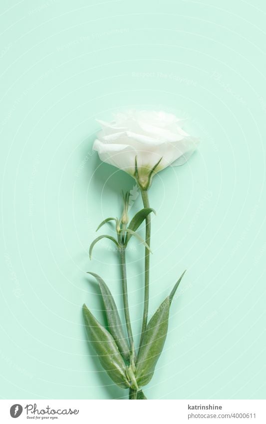White flower on a light green background roses flowers top view copy space monochrome Womans day Bridal Engagement Spring Above Pastel Greeting Romantic