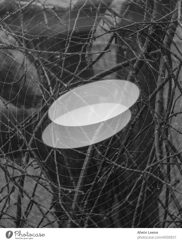 Light reflection against a tree Abstract Art artistic Tree Branch branches black and white Reflection abstract photography Window