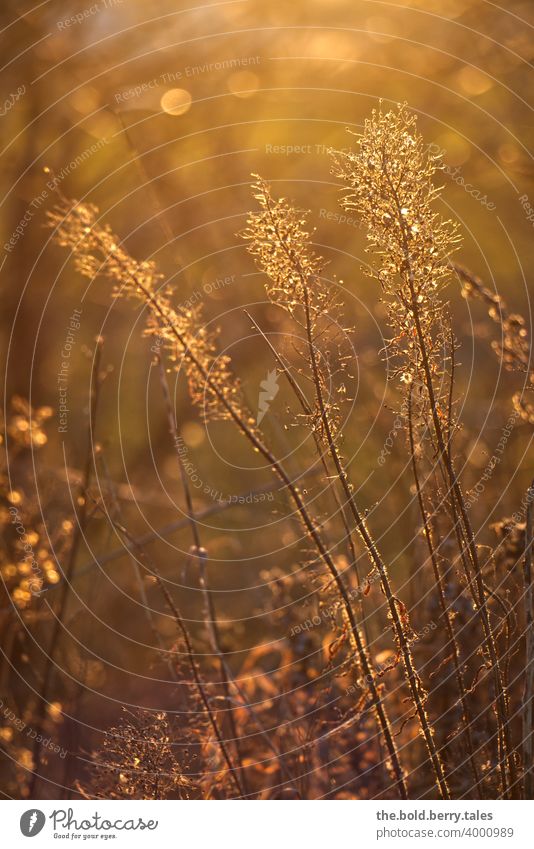 Plants in the sunset plants Sunset Nature Exterior shot Colour photo shallow depth of field Shallow depth of field Deserted naturally Sunlight Back-light
