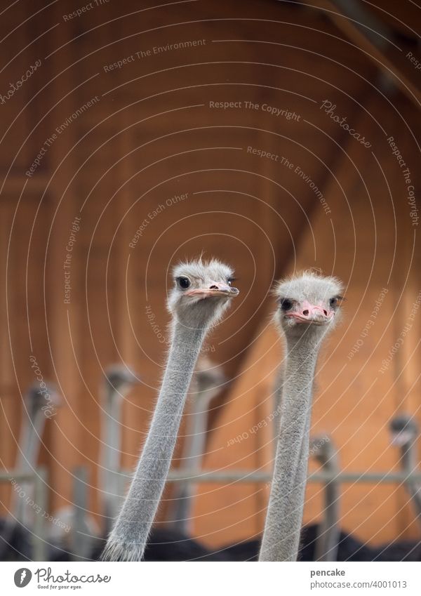 konform | beobachten Vogel Vogel Strauss zwei Tierportrait gemeinsam schauen Tierpark Tierfarm Straussenfarm