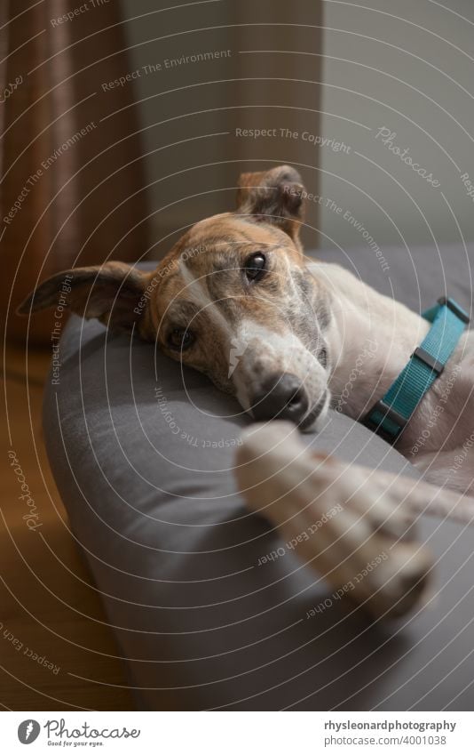 Close up vertical portrait of cute and adorable pet greyhound in bed Portrait lifestyle relaxed sleepy dozy pampered adopted rescued luxury paw gaze wistful