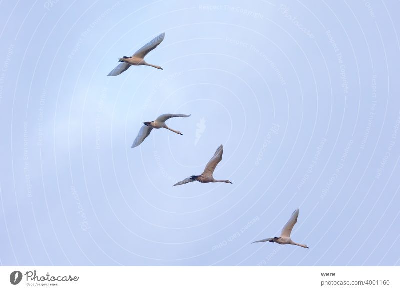 four young swans fly in formation in the sky Animal Bird cloudy sky Copy Space Elegant feathers Fly flying in formation Landscape Majestic Mysterious Nature