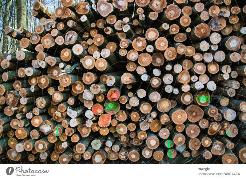 A pile of felled tree trunks. Many are colorfully marked. Tree trunk Wood Exterior shot Forest Environment Nature Deserted Day Forward Raw materials and fuels