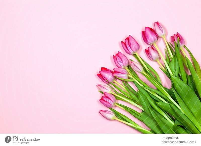 Bouquet of tulips on pink pastel background. Beautiful tulips for for mother's day, valentine's day, birthday greeting card 14 zero 8 backgrounds pretty