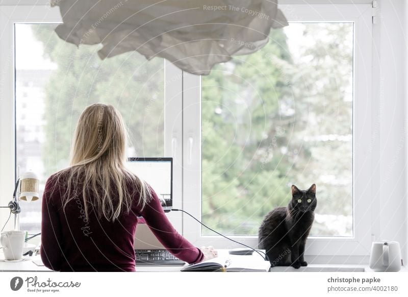 Woman in home office with cat Home Office Cat Black Blonde at home labour Work and employment Workplace Computer Interior shot laptop Desk Teapot Online work