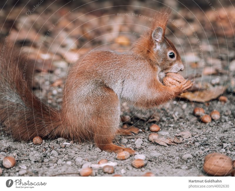 Seitliche Ansicht von einen Eichhörnchen das zwischen Eicheln und Nüssen hockt, und eine Walnuss zwischen den Vorderpfoten hält. Tier Nagetier nagen knappern