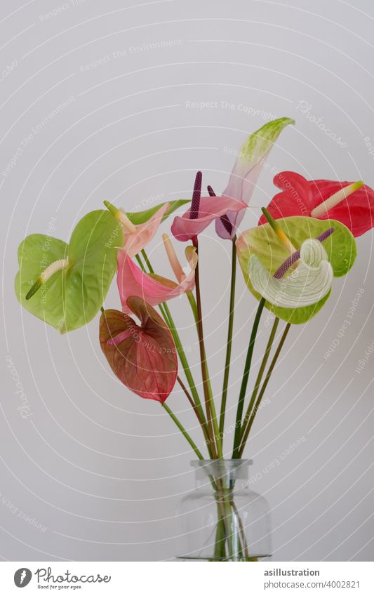 Colourful flowers variegated Joy colourful Play of colours colorful flower Exotic Anthurium anthuriums Close-up Blossom variety Green pink exotic flower