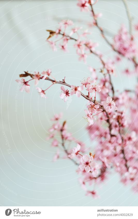 spring branch Twig Spring Pink interior Decoration Vase Flower vase Blossom come into bloom Delicate pretty Blossoming Interior shot unostentatious Colour photo