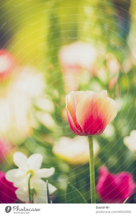Tulip in a colorful flower meadow in springtime Flower colourful Spring Delicate Spring Flowering Lovely Nature Plant Blossom