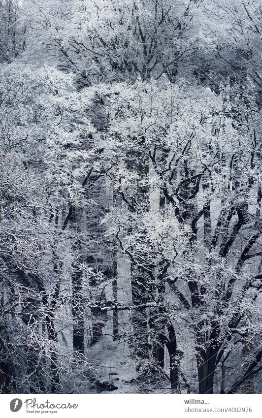 and it was winter... Winter trees Forest snowy Snow Bird's-eye view Winter mood Winter forest Winter's day