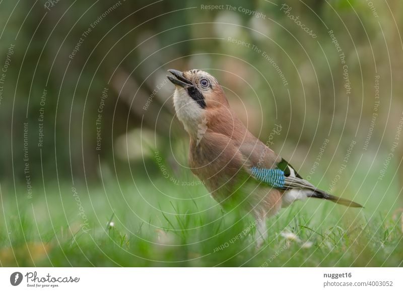 Jay in the meadow Bird Animal Exterior shot Colour photo Wild animal 1 Day Nature Animal portrait Deserted Shallow depth of field Environment Full-length